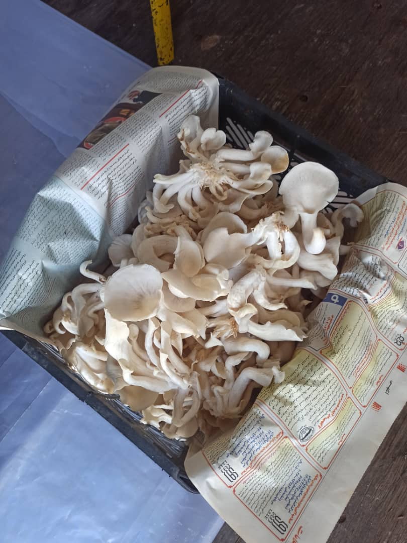 فروش قارچ صدفی