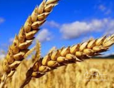 فروش گندم