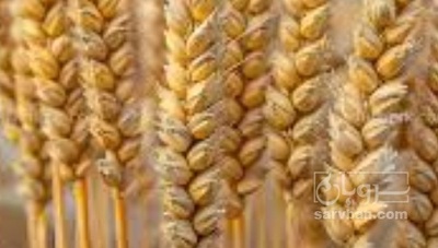 فروش گندم
