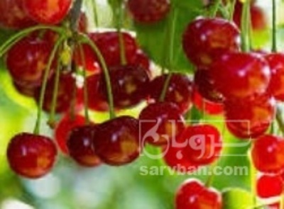 فروش آلبالو