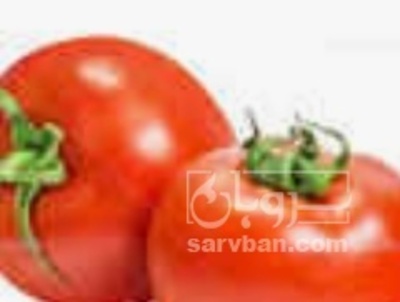 فروش گوجه فرنگی