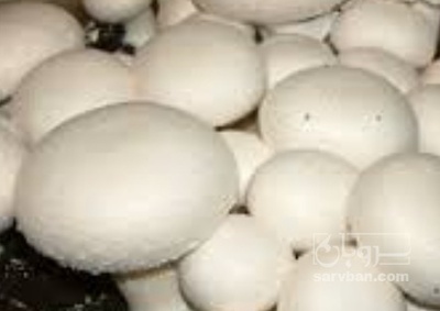 فروش قارچ دکمه ای