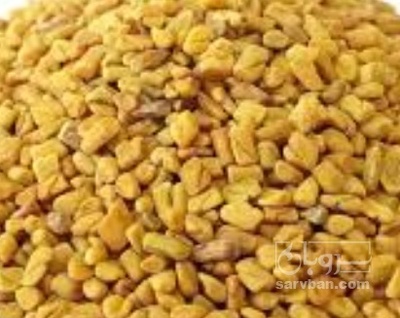 فروش بذر یونجه همدانی