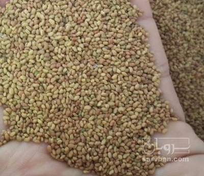 فروش بذر یونجه بمی