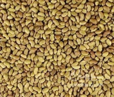 فروش بذر شنبلیله