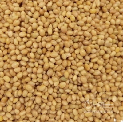 فروش بذر شبدر