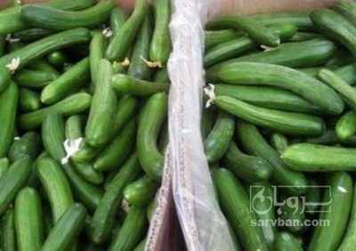 فروش خیار تره باری