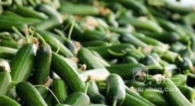 فروش خیار خیار شوری