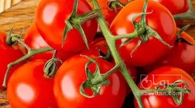 فروش گوجه فرنگی