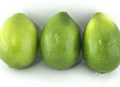 فروش لیمو ترش لایم کوات