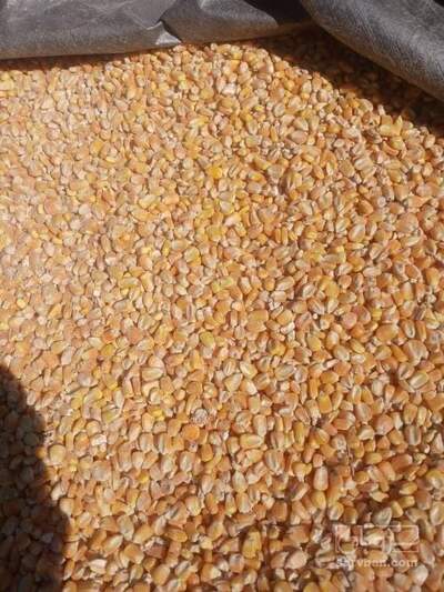 فروش ذرت