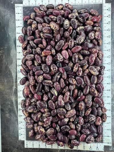 فروش لوبیا چیتی