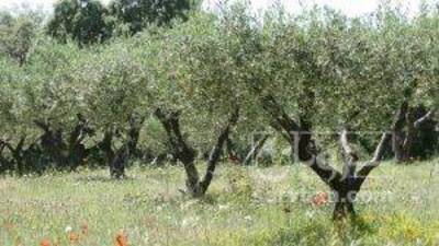 فروش روغن زیتون