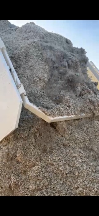 فروش چغندر لبو