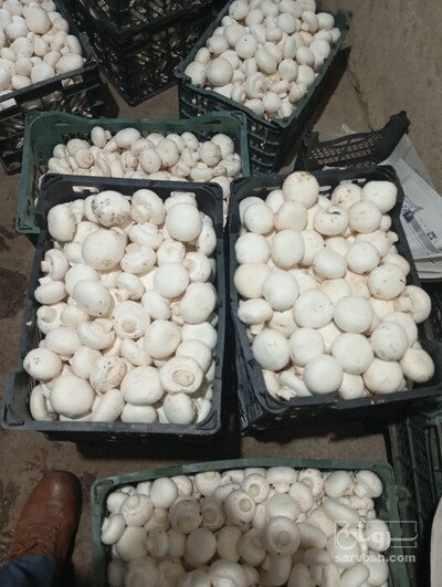 فروش قارچ دکمه ای