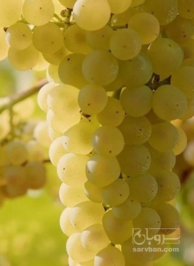 فروش انگور