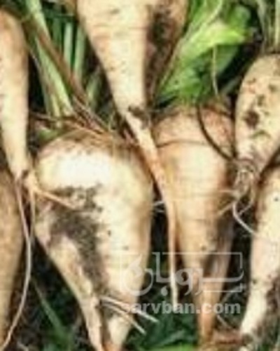 فروش چغندر قند