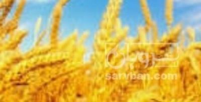 فروش گندم