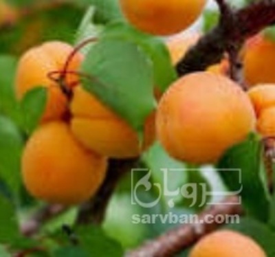 فروش زردآلو