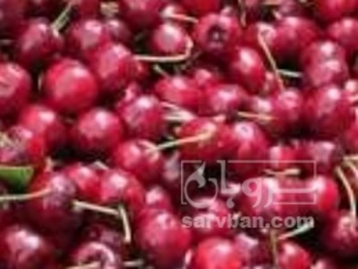 فروش آلبالو