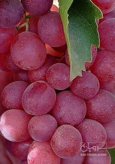 فروش انگور قرمز