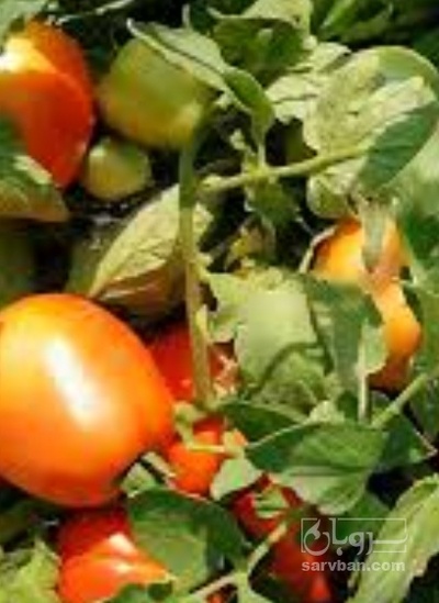 فروش گوجه فرنگی