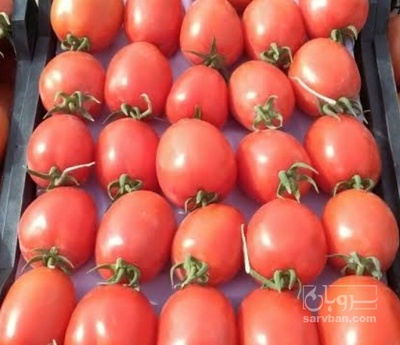 فروش گوجه فرنگی متین