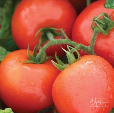 فروش گوجه فرنگی فلات