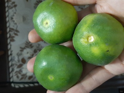 فروش نارنگی ژاپنی