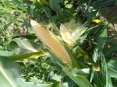 فروش ذرت مکزیکی