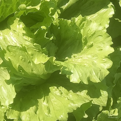 فروش کاهو ایسبرگ - آیسبرگ هکتاری