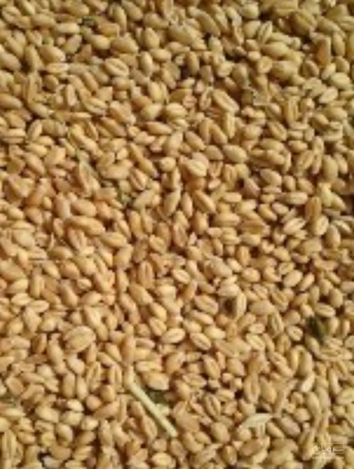فروش گندم