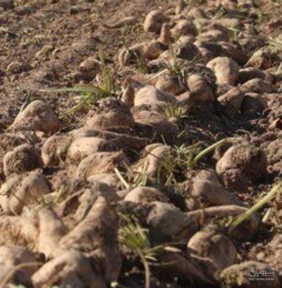 فروش چغندر قند