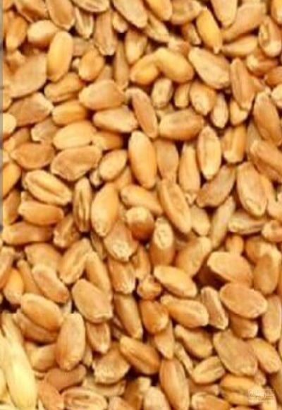 فروش گندم