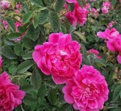 فروش گل محمدی (گیاه‌ دارویی)