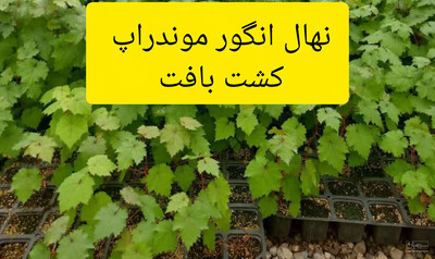 فروش نهال انگور موندراپ کشت بافت با لیبل گواهی ثبت بذر و نهال