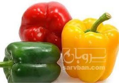 فروش فلفل دلمه ای
