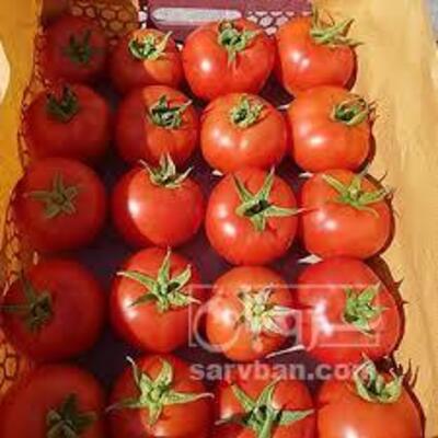 فروش گوجه فرنگی