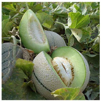 فروش طالبی ایوانا