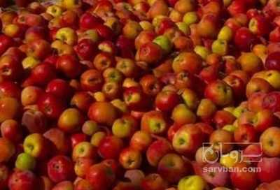 فروش سیب ضایعاتی