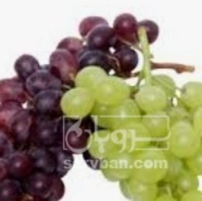 فروش انگور