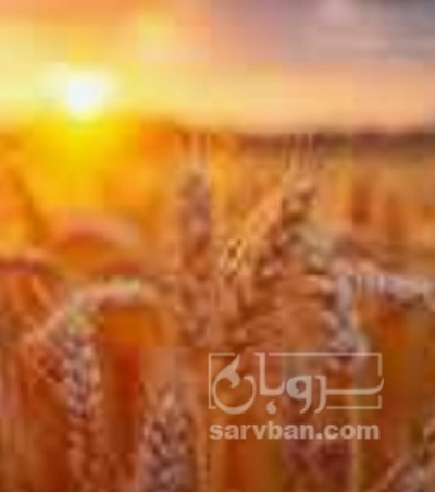 فروش گندم