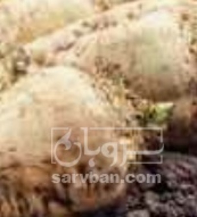 فروش چغندر قند