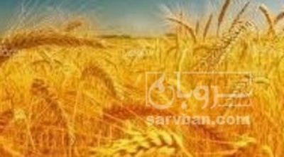 فروش گندم