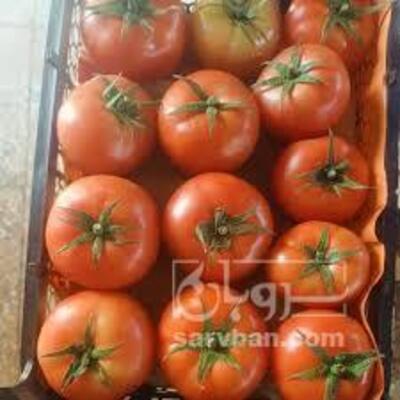 فروش گوجه فرنگی