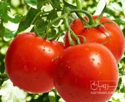 فروش گوجه فرنگی باسیمو