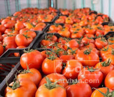 فروش گوجه فرنگی