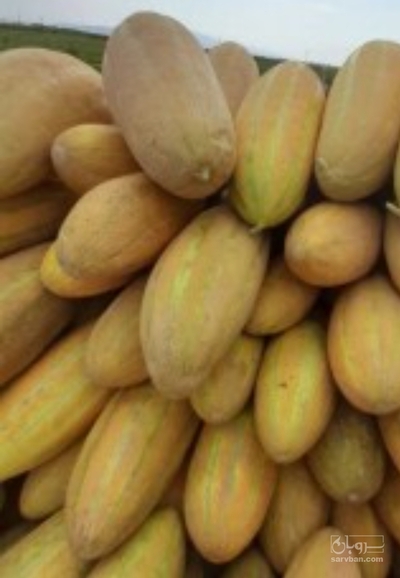 فروش خربزه مشهدی