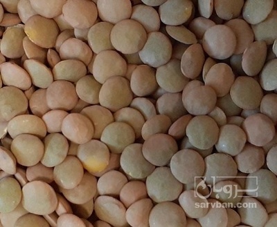 فروش عدس