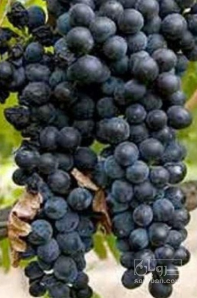 فروش انگور شانی